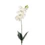 Phalaenopsis bush L white 60cm
