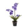 Vanda purple in pot 60cm