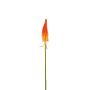 Kniphofia spray orange 80cm