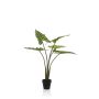 Alocasia frydek 80cm/5lvs