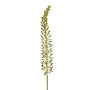 Eremurus seed spray green 105cm