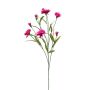 Dianthus mini spray beauty 70cm