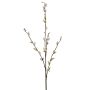 Pussy willow spray cream 78cm
