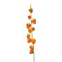 Physalis spray orange 97cm