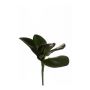 Phalaenopsis leaf bush dk green 25cm