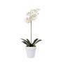 Phalaenopsis bush white 60cm in white pot