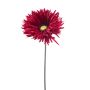 Gerbera spider spray beauty 70cm
