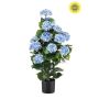 Hydrangea blue UV in pot 90cm