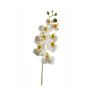 Phalaenopsis spray white 68cm