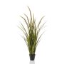 Grass foxtail x5 115cm
