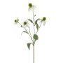Rudbeckia spray white 70cm