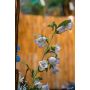 Campanula spray lt purple 88cm