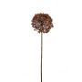 Allium spray brown 63cm
