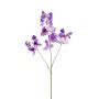 Lathyrus spray purple 75cm