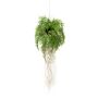 Fern w roots hanging deko d35cm