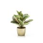 Maranta bush green 30cm in pearlgold pot