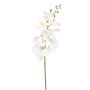 Phalaenopsis spray white 84cm