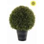 Boxwood ball UV d50 in pot 68cm