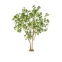 Laurel multi trunk tree 285cm (knock down packing)