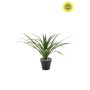 Yucca UV in pot 35cm