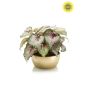 Begonia leaves bush UV grey/pink 30cm in pearlgold bowl