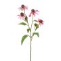 Rudbeckia spray pink 73cm
