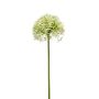 Allium spray cream/green 62cm
