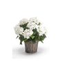 Hydrangea bush white45cm in basket
