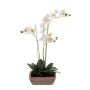 Phalaenopsis x3 50cm white in tc pot aged square 20cm