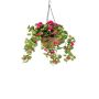 Geranium in hanging basket fuchsia 70cm