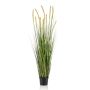Grass foxtail 150cm