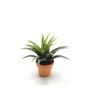 Agave bush green/red 26cm in tc pot