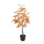 Maple japanese tree red in pot 80cm