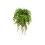 Fern w roots hanging deko d55cm