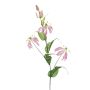 Gloriosa spray lt pink 105cm