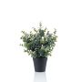 Eucalyptus bush green/grey 30cm in black pot