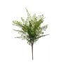 Fern adianthum bush green 40cm