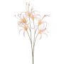 Nerine spray peach 55cm