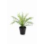 Fern blechnum 30cm in black pot