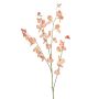 Lathyrus spray peach  113cm