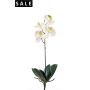 Phalaenopsis bush medium 40cm white