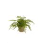 Fern forest bush 35cm in tc pot aged