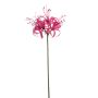 Nerine spray pink 63cm