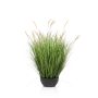 Pennisetum grass in bowl 80cm