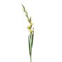 Gladiolus spray yellow 128cm