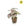 Begonia leaves bush UV grey/pink 26cm in tc pot aged