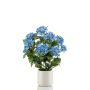 Hydrangea blue in pot 68cm