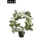 Stephanotis ring 40cm white in plastic pot 10cm