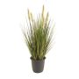 Grass in pot  45cm