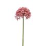 Allium spray pink 62cm